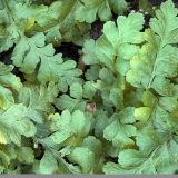 Foltz plant
