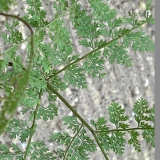 Foltz plant