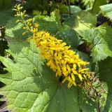 Foltz plant