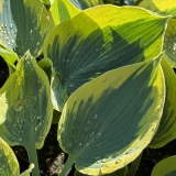 Foltz plant