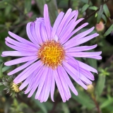 Foltz plant
