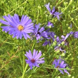 Foltz plant