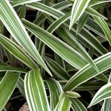 Foltz plant