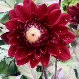 Foltz plant