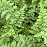 Foltz plant
