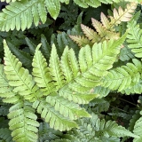 Foltz plant