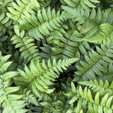 Foltz plant