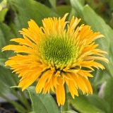 Foltz plant