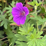 Foltz plant