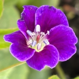 Foltz plant