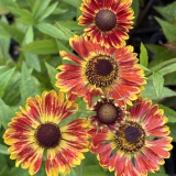 Foltz plant