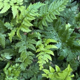 Foltz plant
