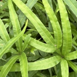 Foltz plant