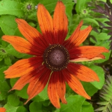 Foltz plant