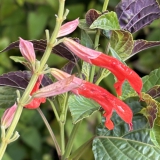 Foltz plant