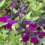 Foltz plant