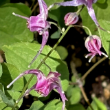Foltz plant