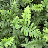 Foltz plant