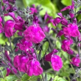 Foltz plant