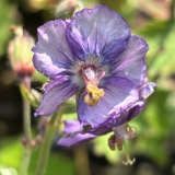 Foltz plant