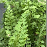 Foltz plant