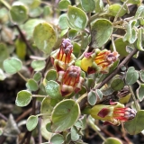 Foltz plant
