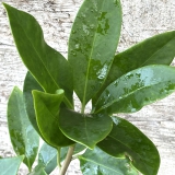Foltz plant