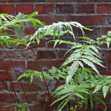 Foltz plant