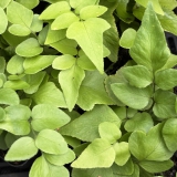 Foltz plant