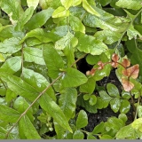 Foltz plant