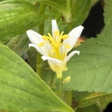 Foltz plant