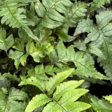 Foltz plant