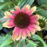 Foltz plant