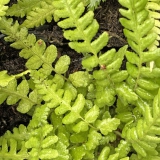 Foltz plant