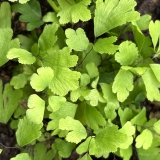 Foltz plant