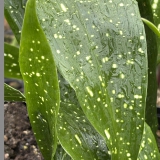 Foltz plant