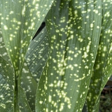Foltz plant
