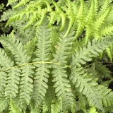 Foltz plant