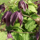 Foltz plant