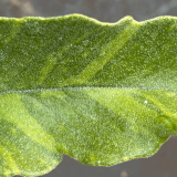 Foltz plant