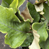 Foltz plant
