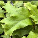 Foltz plant