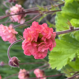 Foltz plant