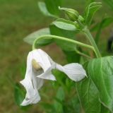 Foltz plant