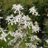 Foltz plant