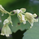 Foltz plant