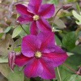 Foltz plant